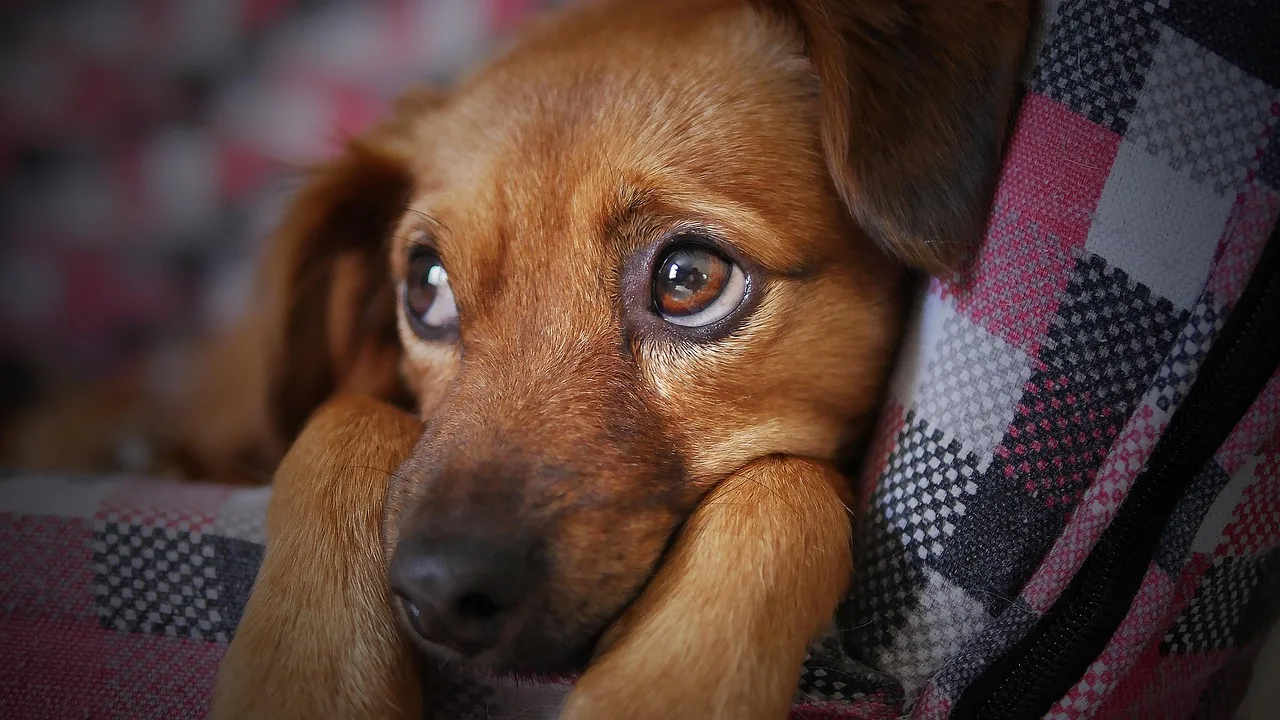 Temsili görsel: Kapıkule'de Yüksek Değerli Köpek Yavruları Yakalandı