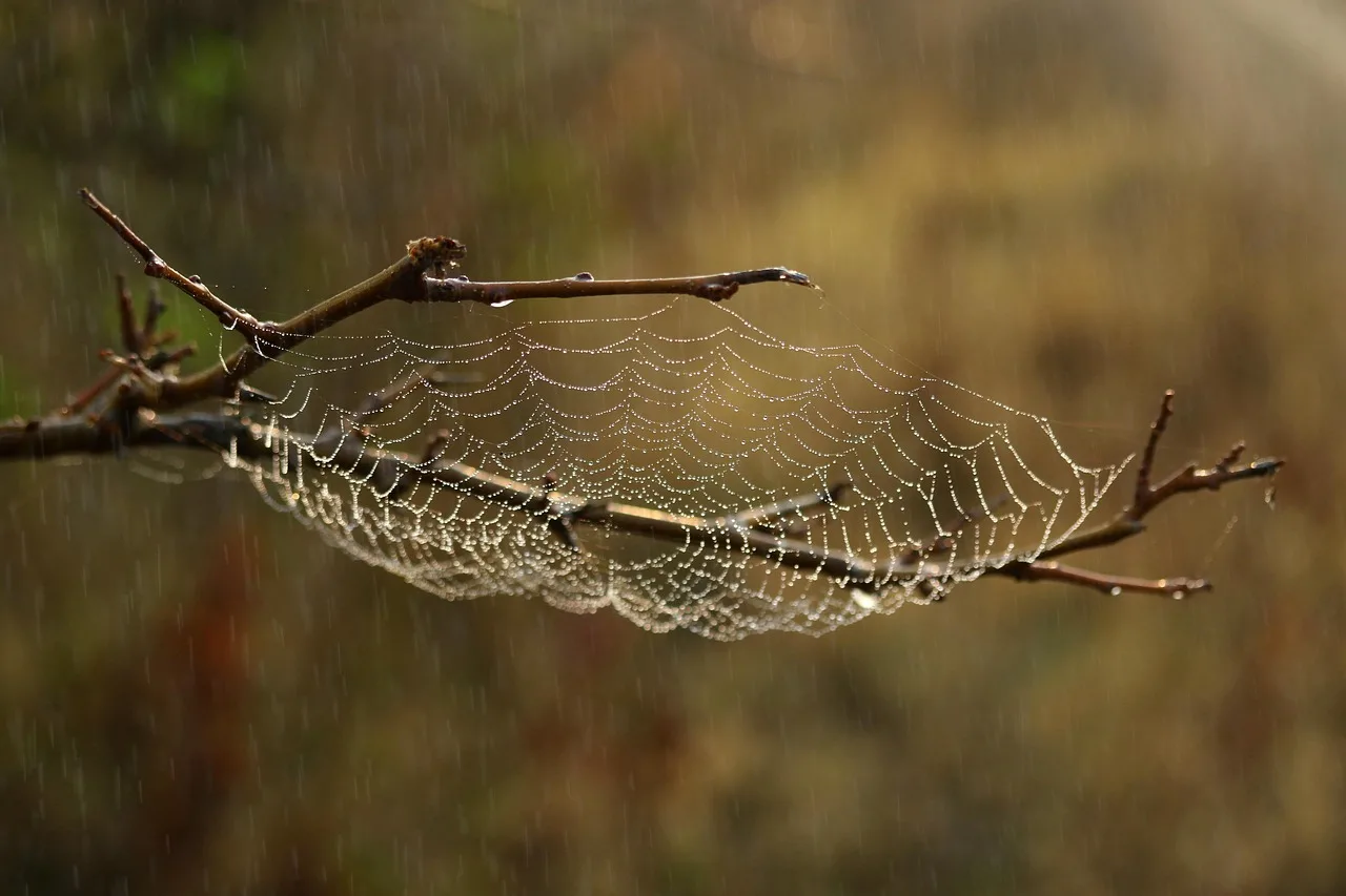 Temsili görsel: Türkiye'de Yeni Bir Tarantula Türü Keşfedildi