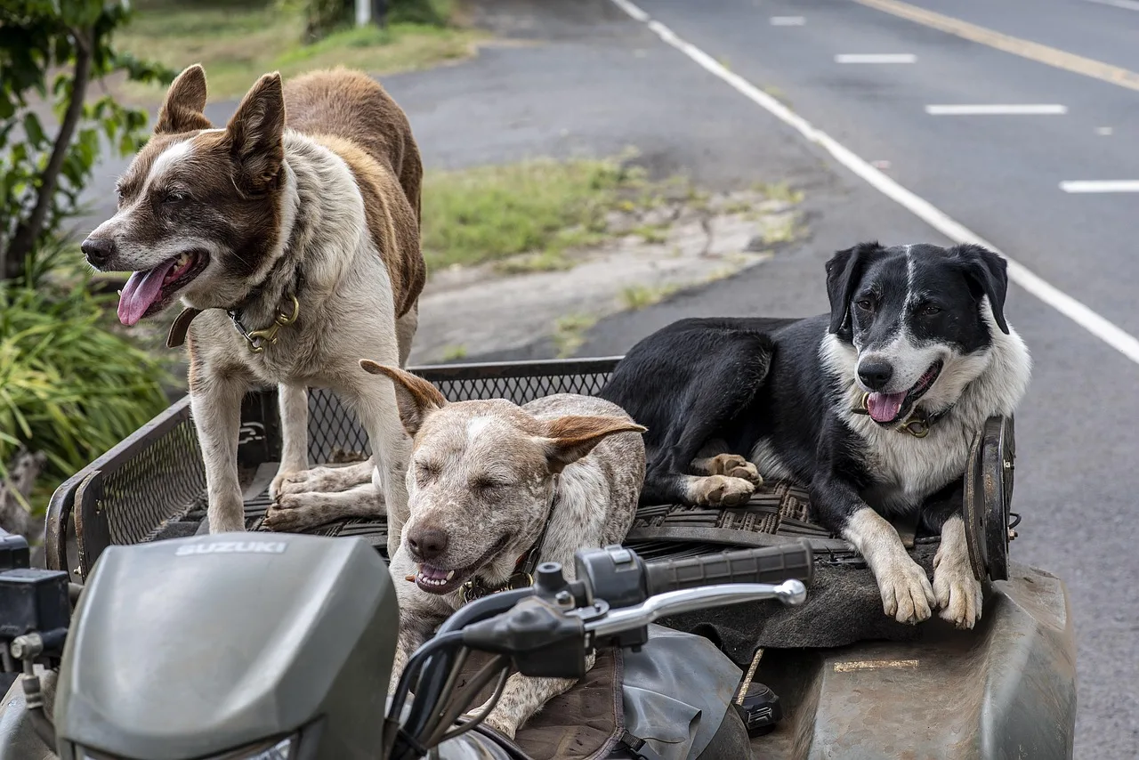 Temsili görsel: Şanlıurfa'da köpek saldırısı: 1,5 yaşındaki çocuk yaralandı