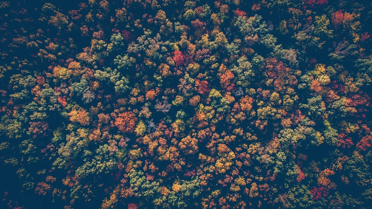 02261c91ce601e2f0b8431755ceb871dfde056b846130362d109910a9218e435.webp