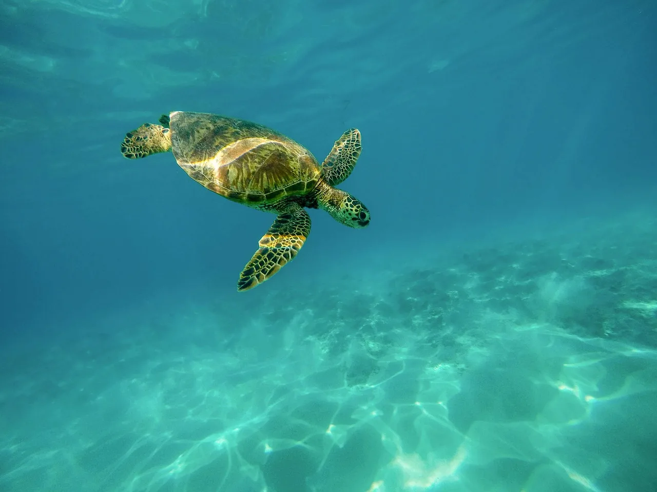 Temsili görsel: Caretta caretta yuvalarına zarar vermenin bedeli ağırlaştı
