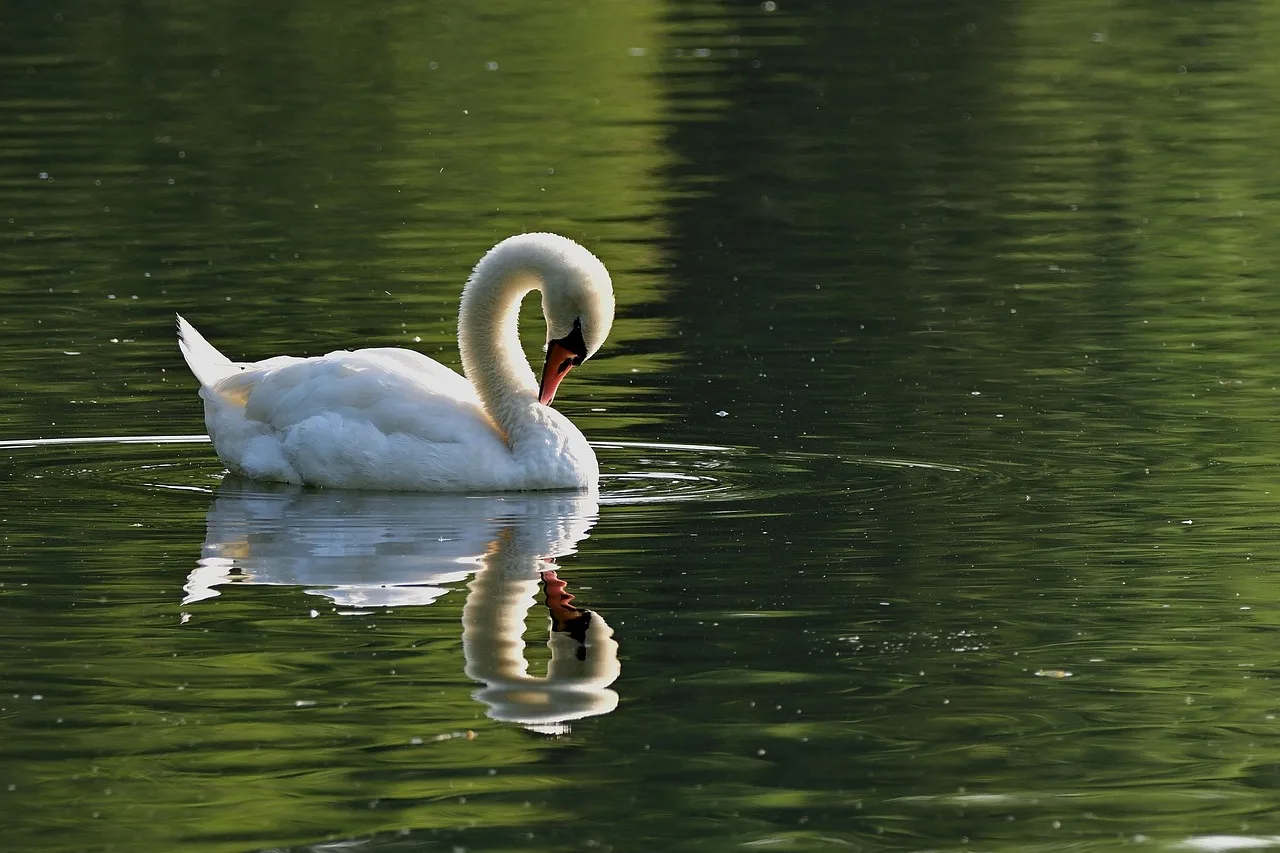 Temsili görsel: Thames Nehri'nde geleneksel kuğu sayımı tamamlandı