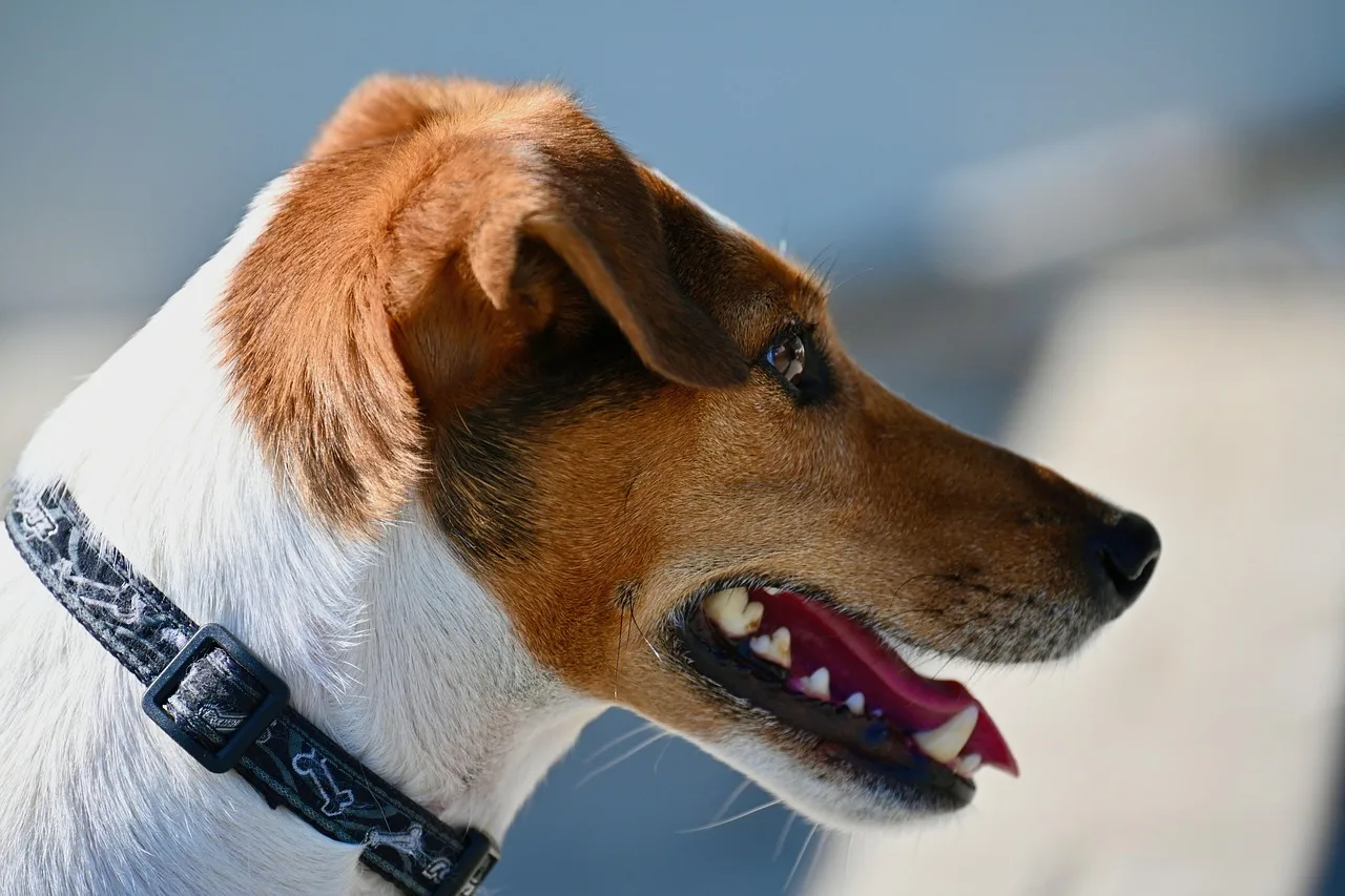 Temsili görsel: Trafik kazasında hayatını kaybeden köpek için tazminat kararı