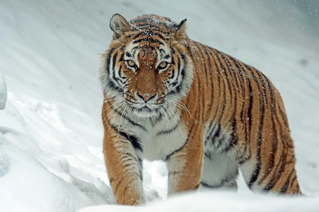 Temsili görsel: Kazakistan'da Amur Kaplanı Doğaya Yeniden Kazandırılıyor