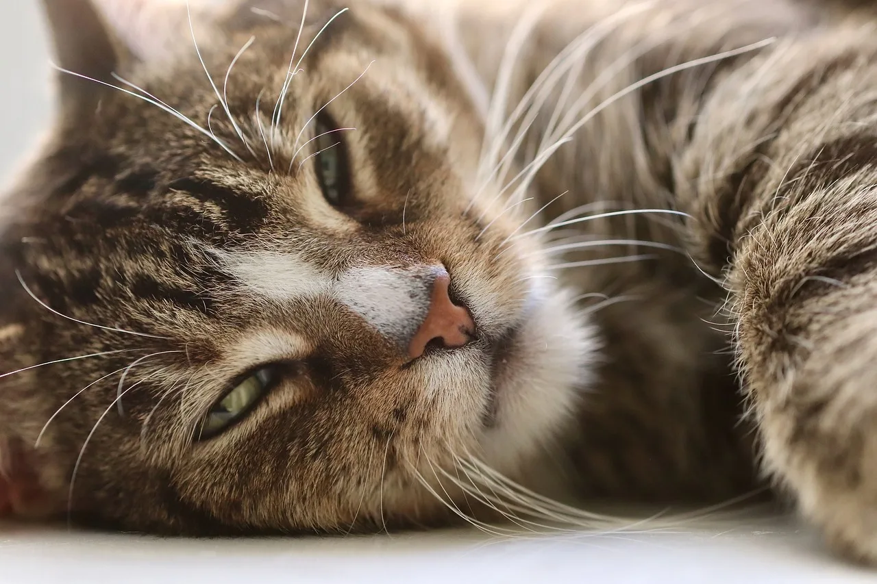 Temsili görsel: Kurtalan'da beton boşluğuna sıkışan kedi kurtarıldı