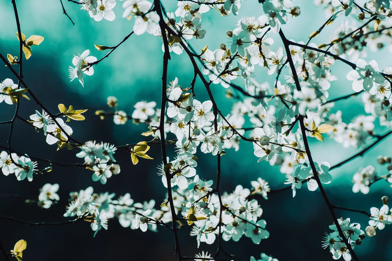 2f92fe5e3017f957aea203a2243248323ba16fbada9319efd4fb76ab5feaa8a4.webp