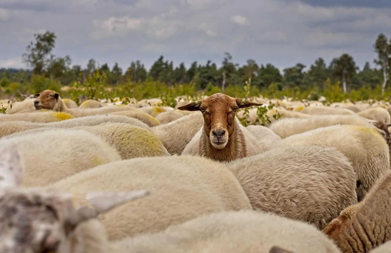 Temsili görsel: TİGEM 60 ton merinos yapağı için ihale düzenliyor
