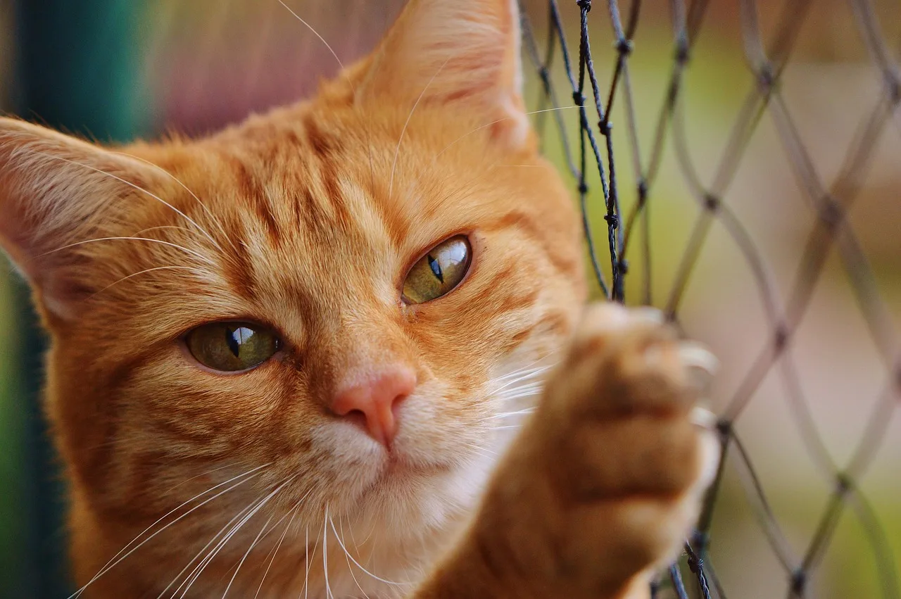 Temsili görsel: Rize'de boruya sıkışan kedi üreticiler tarafından kurtarıldı