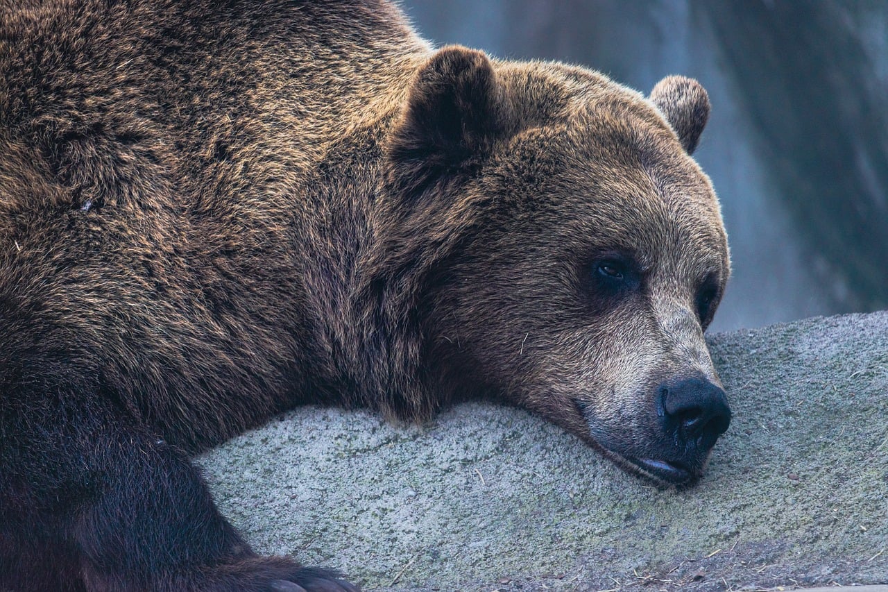 Temsili görsel: Alaska'da Şişman Ayı Haftası Heyecanı Başladı