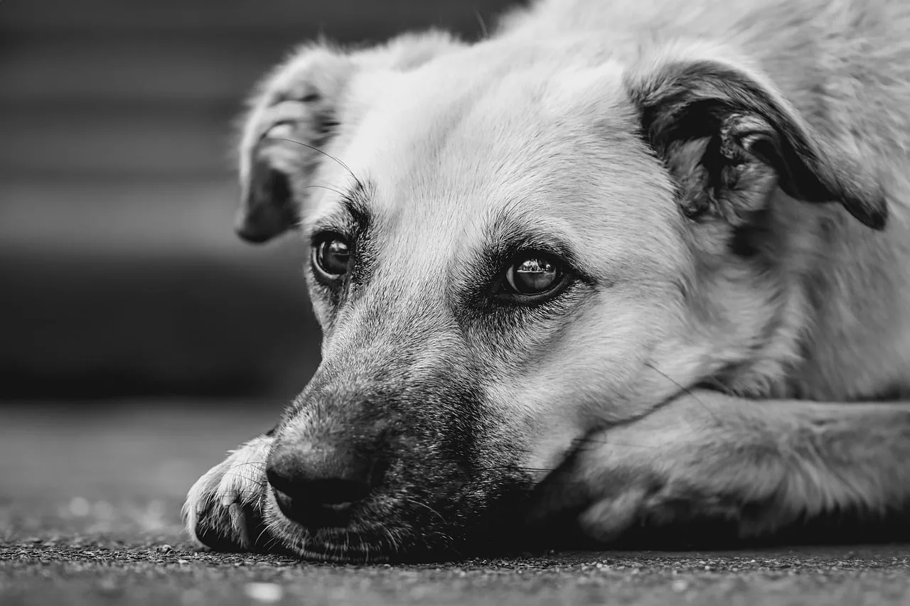 Temsili görsel: Yargıtay'dan köpek saldırısı davasında emsal tazminat kararı