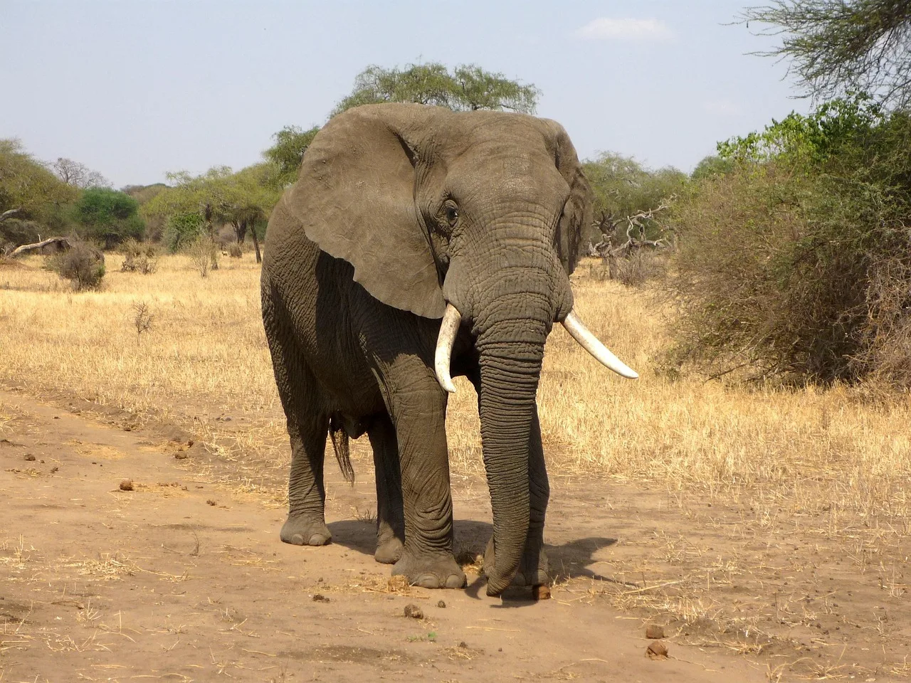 Temsili görsel: Afrika Müziğinin Küresel Müzik Türlerine Etkisi
