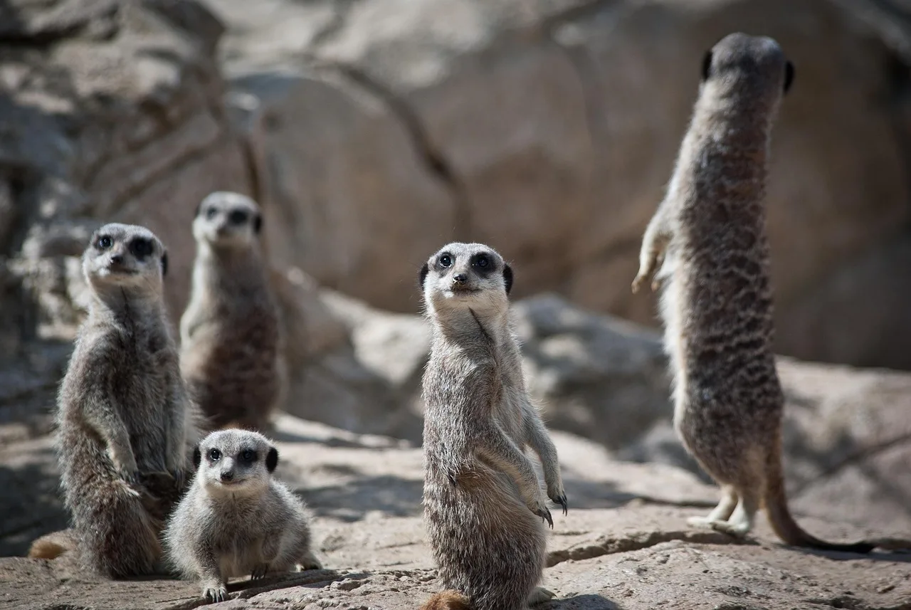 531f35f04672e537a48feedd68a7afdcd3a074dfb3b4b1bd9c6d1cd234a57730.webp
