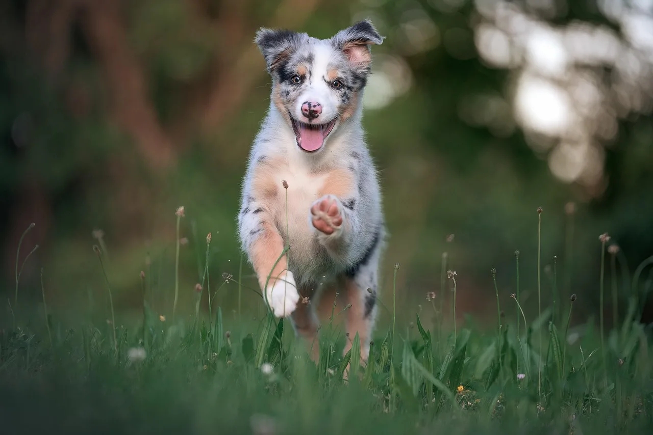 Temsili görsel: Ayı saldırısına uğrayan çobanı köpekleri kurtardı