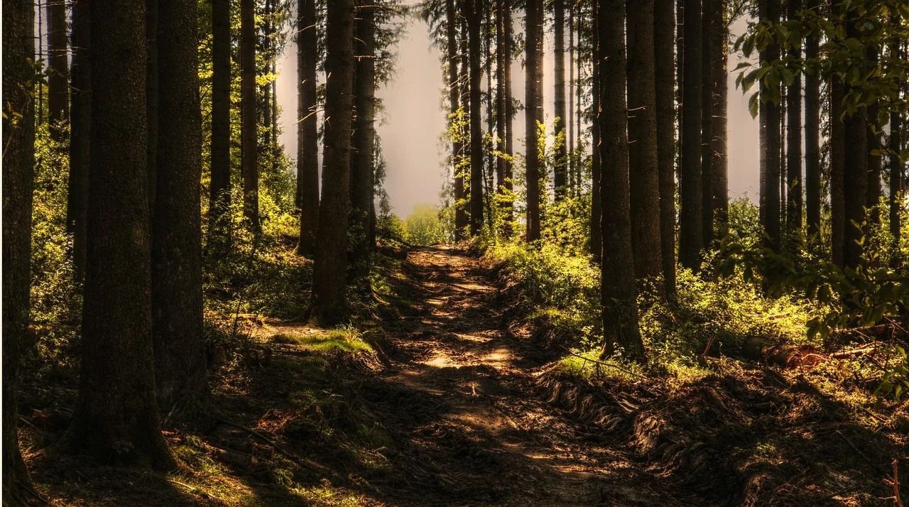 Temsili görsel: Uludağ Premium Ultra Trail İçin Geri Sayım Başladı