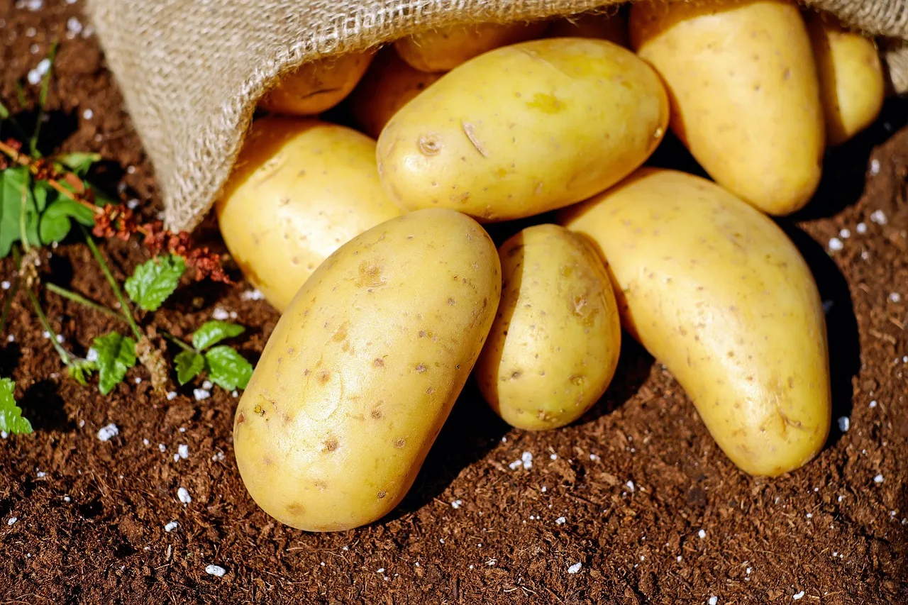 Temsili görsel: Erzincan'da patates hasadı başladı