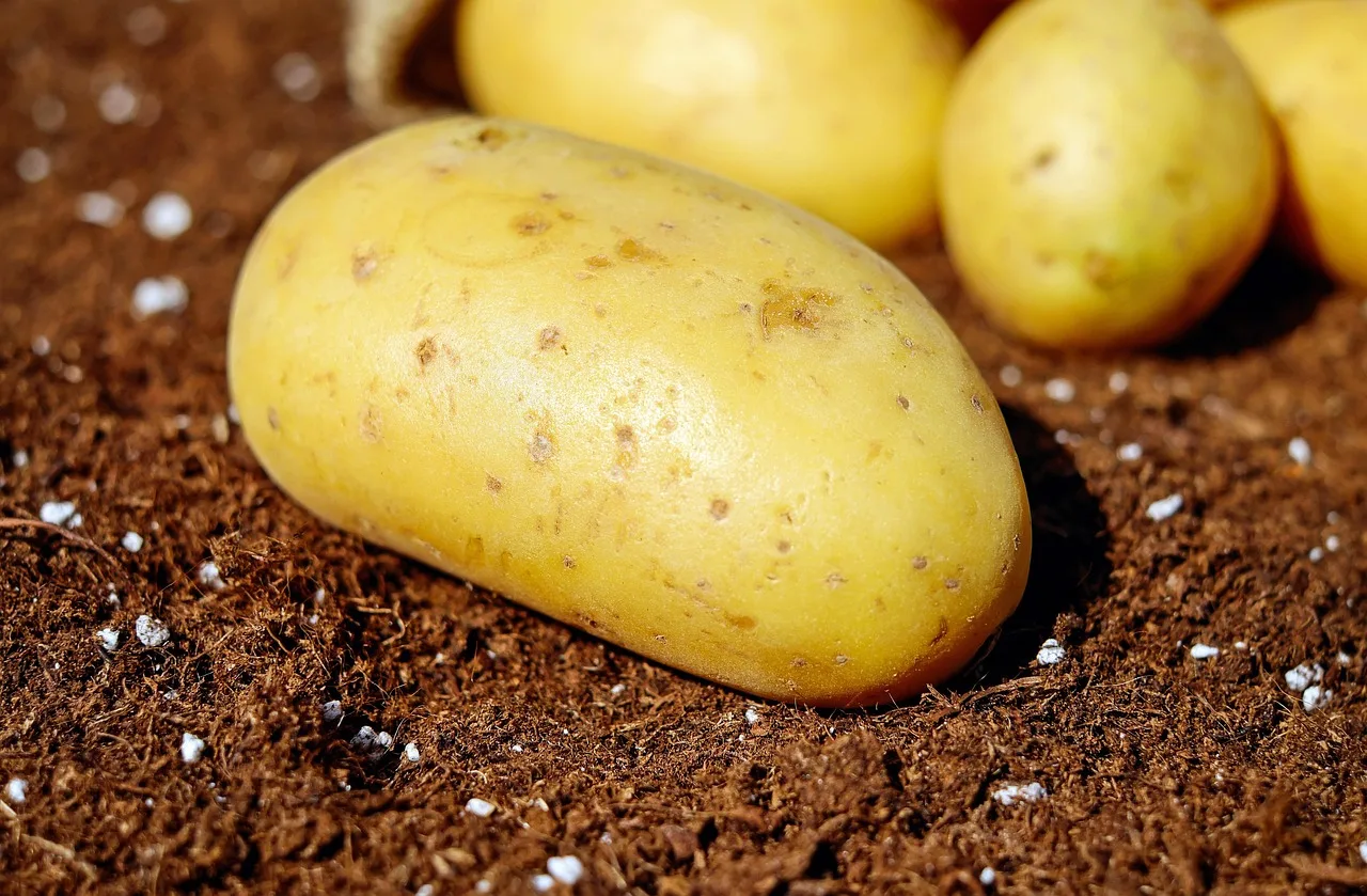 Temsili görsel: Adilcevaz'da Patates Hasadı Mesaisi Başladı