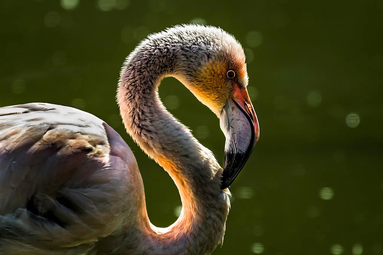 Temsili görsel: Tuz Gölü'nde Flamingo Nüfusunda Büyük Artış