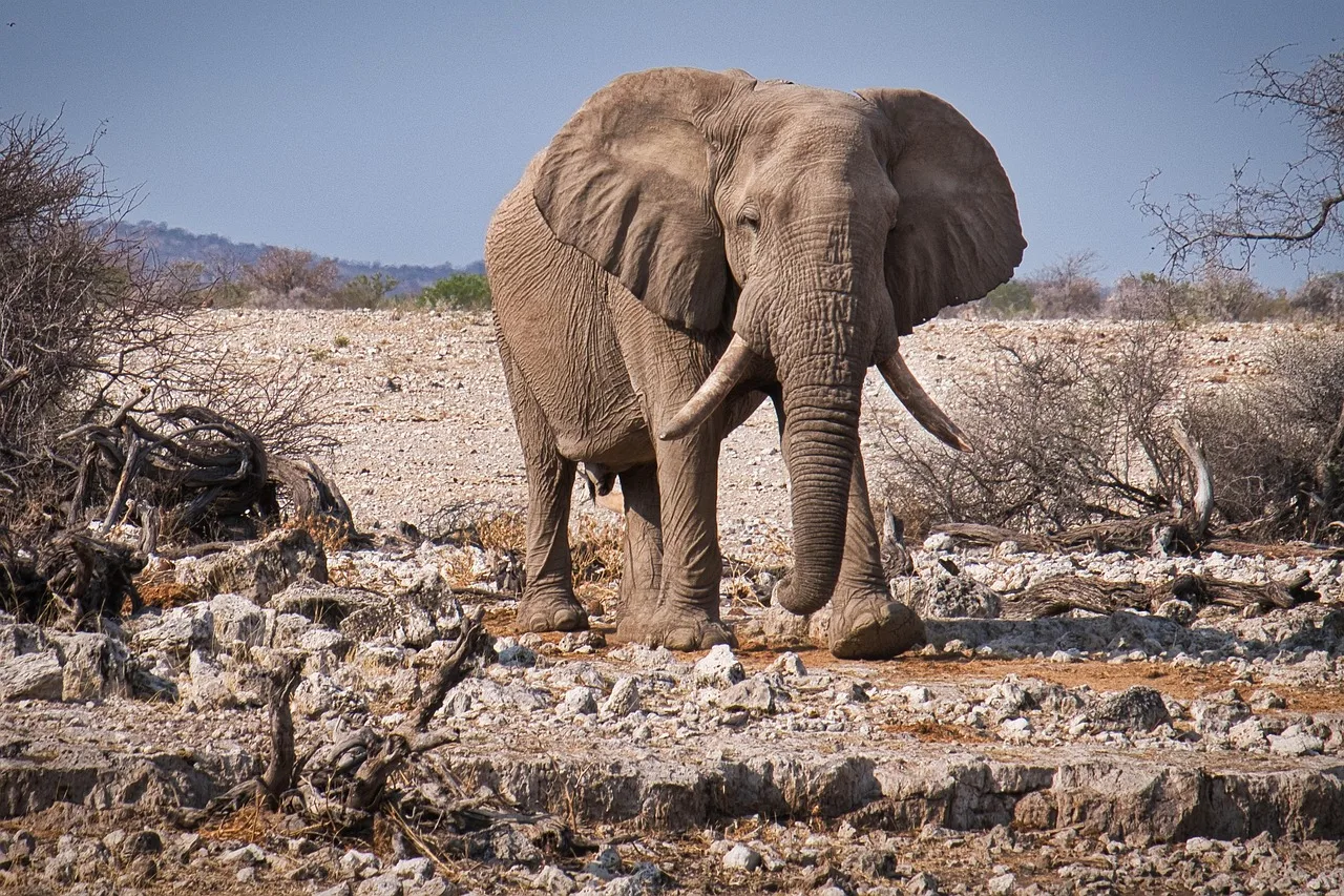 Temsili görsel: Rusya'dan Afrika'nın BM'de temsiline destek
