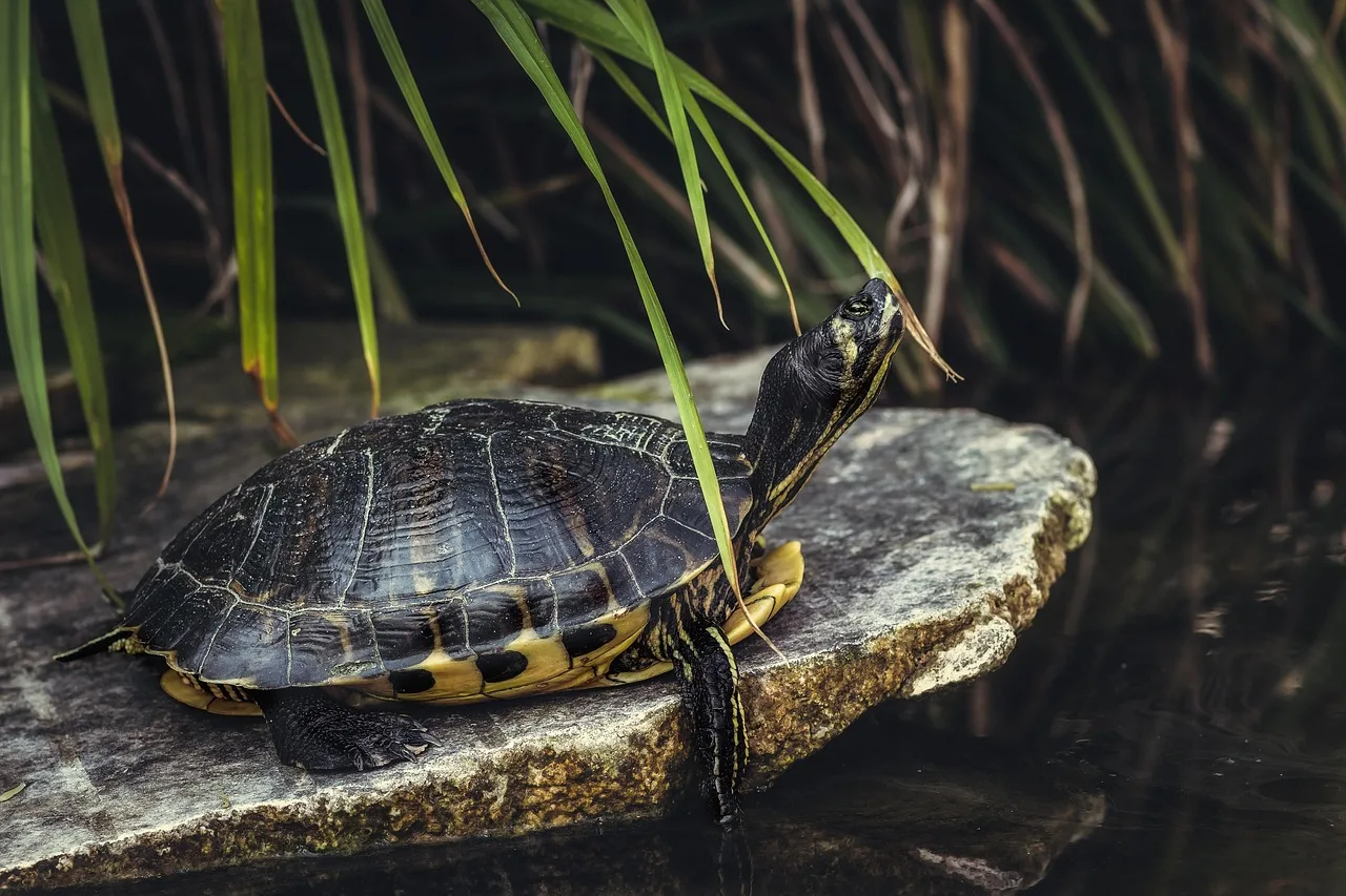 Temsili görsel: Caretta carettalar uzay kongresinin yüzü olacak