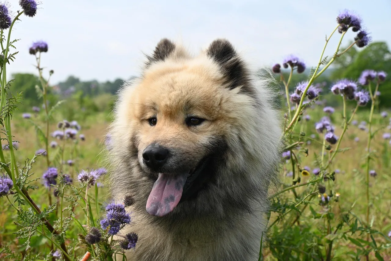 Temsili görsel: Tekirdağ'da gölette mahsur kalan köpekler kurtarıldı