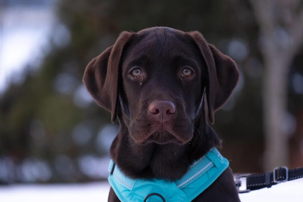 Temsili görsel: Samandağ'da kuyuya düşen yavru köpek kurtarıldı