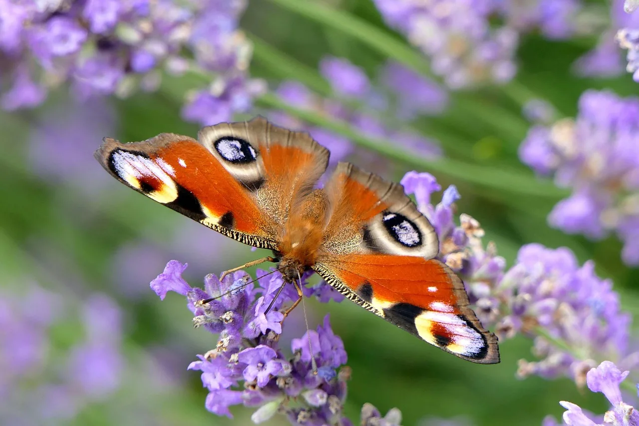 Temsili görsel: Sivas'ta kene kaynaklı can kaybı arttı