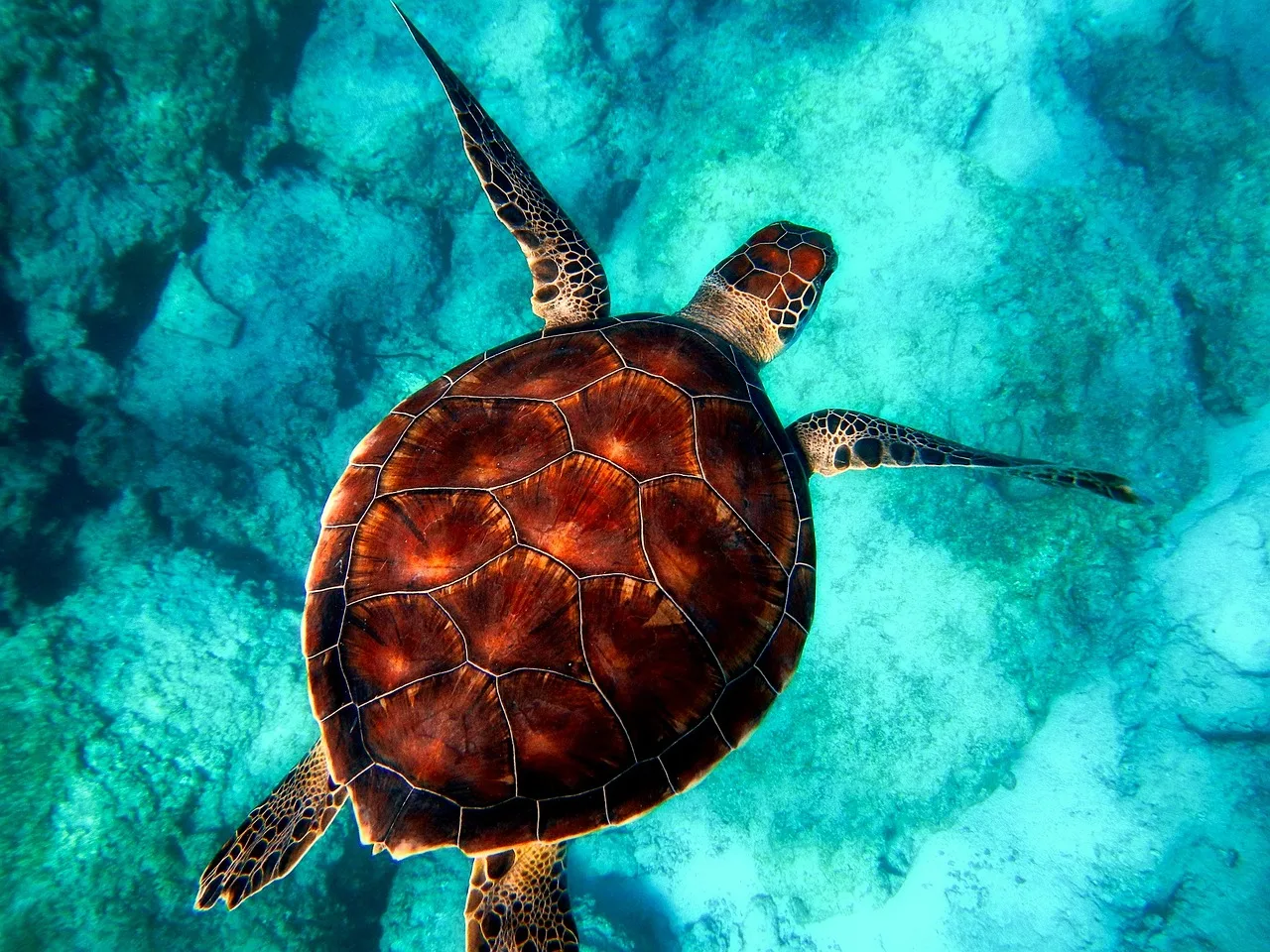 Temsili görsel: Antalya'da iki caretta caretta uydu takibiyle denize döndü