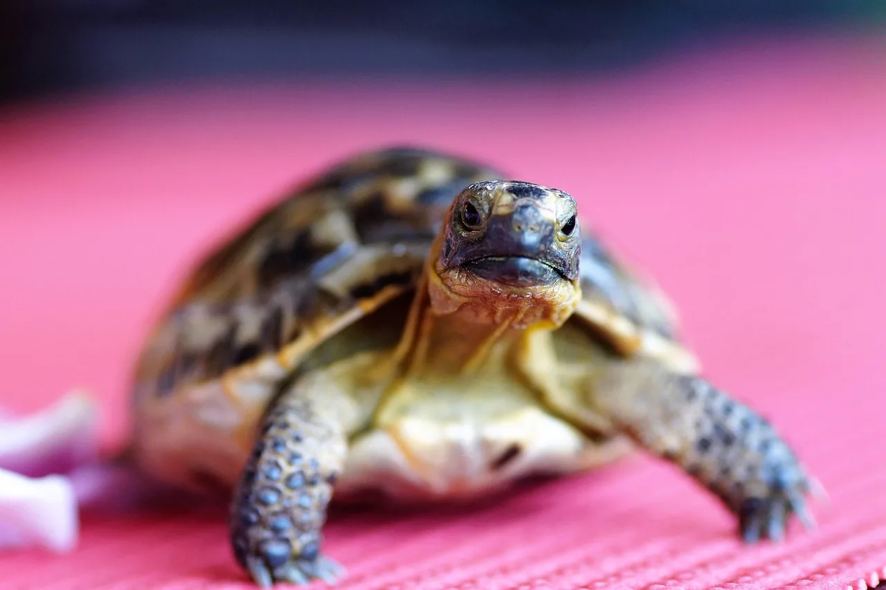 Temsili görsel: Antalya'da engelli Caretta caretta uydu ile takip edilecek