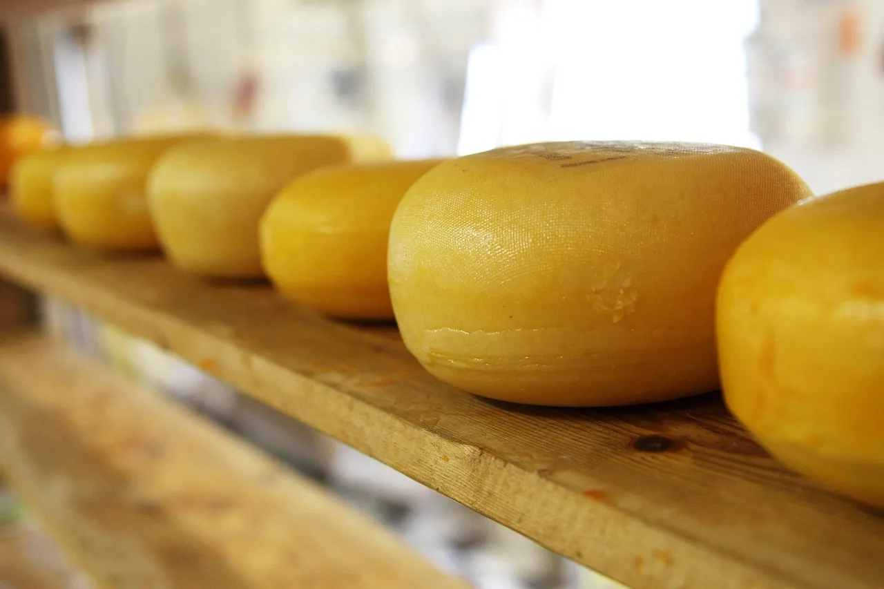 Temsili görsel: Tahsildaroğlu peynirinde listeria bakterisine rastlandı