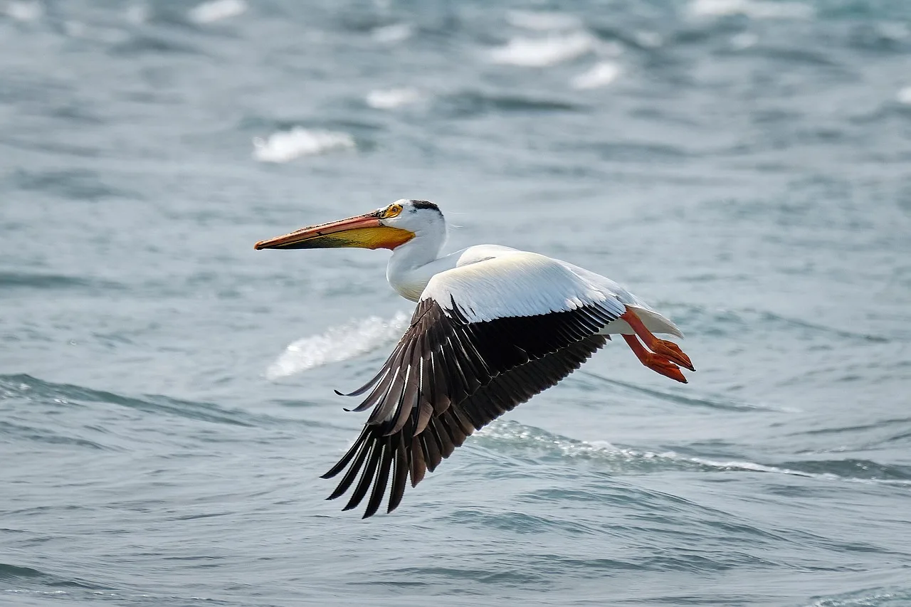Temsili görsel: Karakaya Barajı'nda jandarmanın yüzen karakolu görev başında