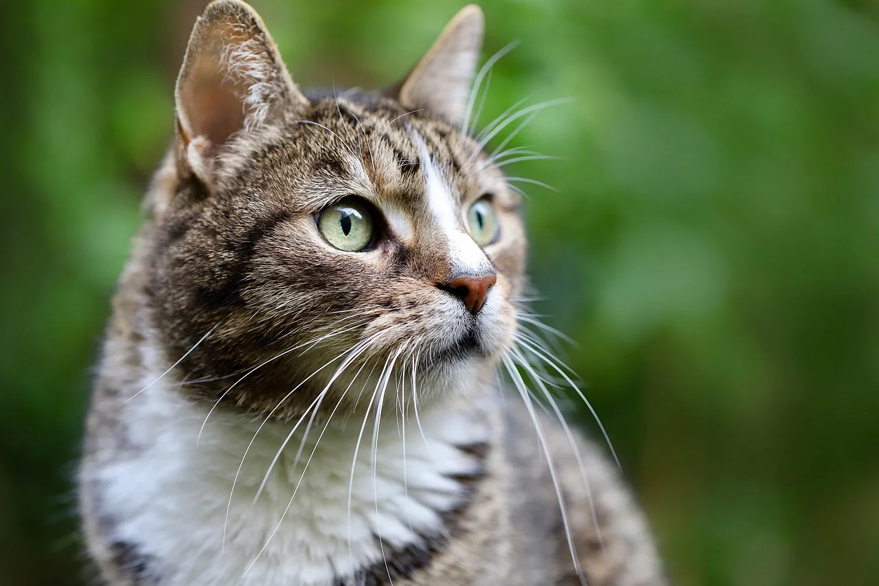Temsili görsel: Alanya'da ağaçta mahsur kalan kedi kurtarıldı