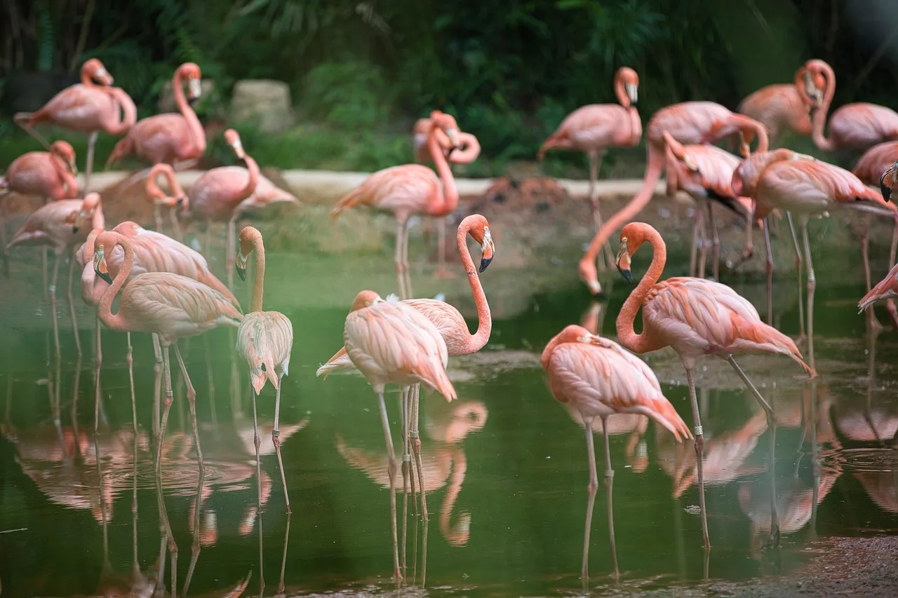 Temsili görsel: Gaziantep Doğal Yaşam Parkı'nda flamingo nüfusu büyüyor