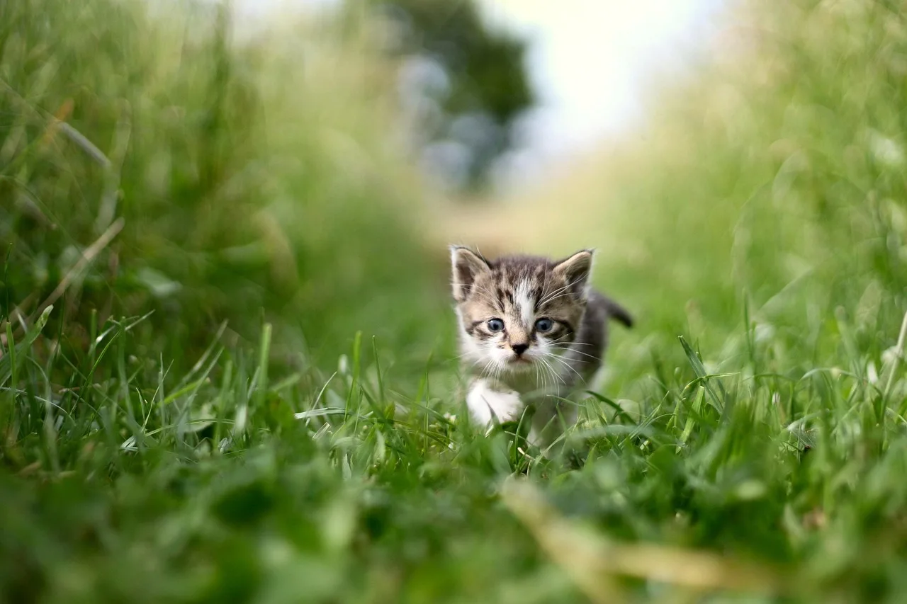 Temsili görsel: Royal Canin Türkiye'de onuncu yılını geride bıraktı