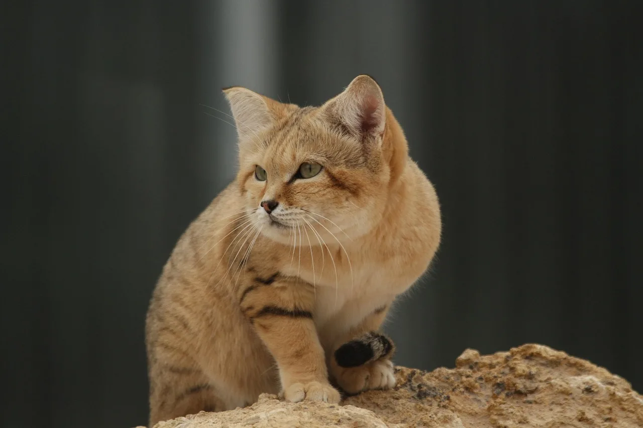 Temsili görsel: Bursa'da kedi kurtarma girişimi faciayla sonuçlandı