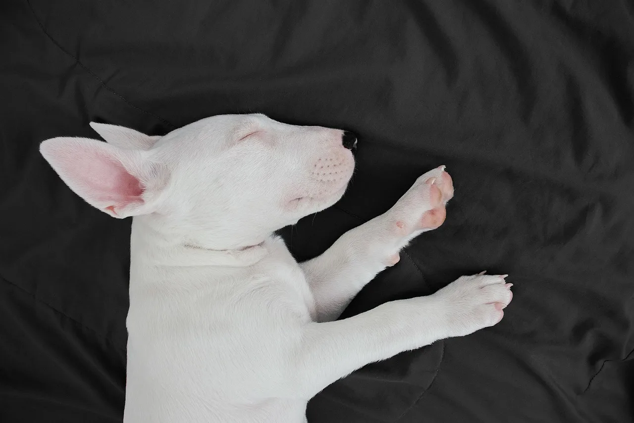 Temsili görsel: Kapıkule'de kaçak köpek operasyonu