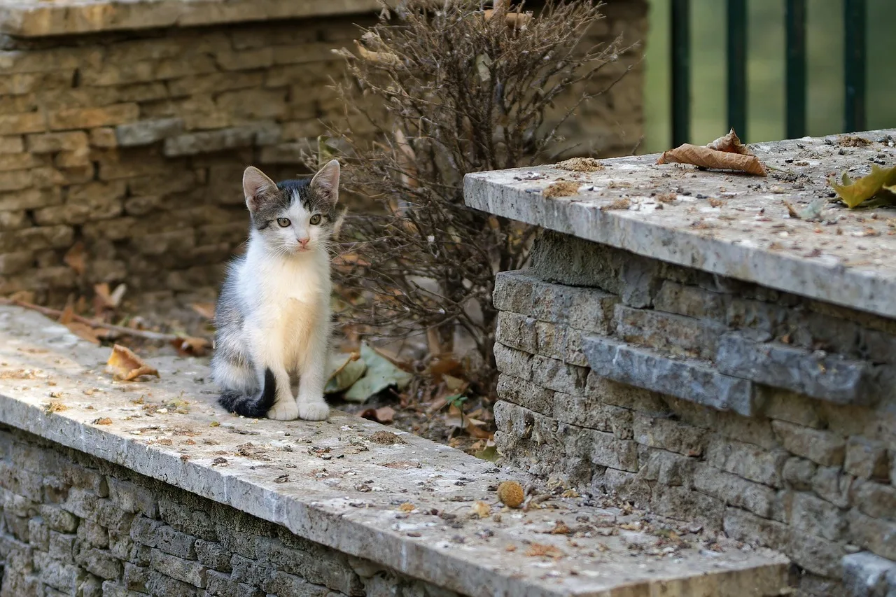 Temsili görsel: Ege Üniversitesi'nde köpeklerin toplatılması tartışma yarattı