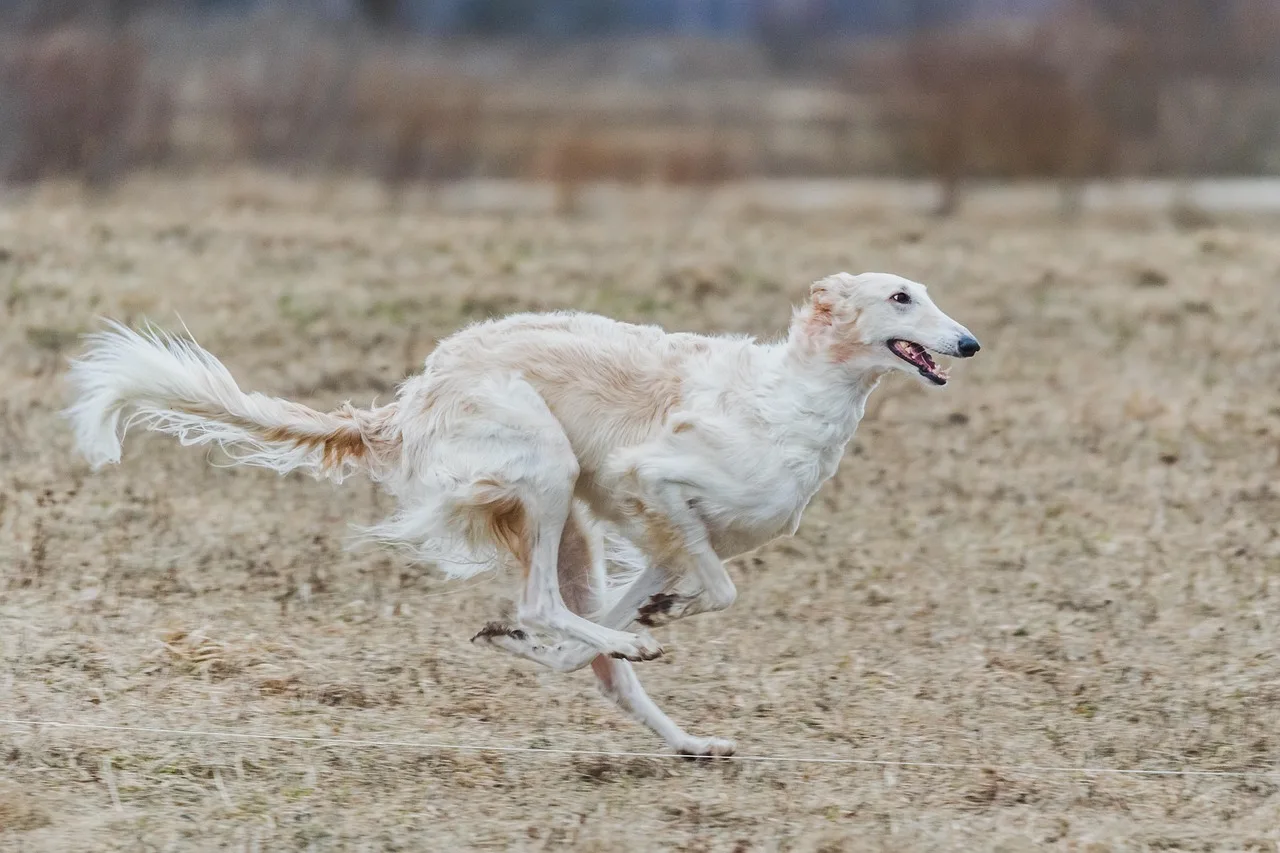 Temsili görsel: Dünyanın En Çirkin Köpeği Yarışması'nda kazanan belli oldu