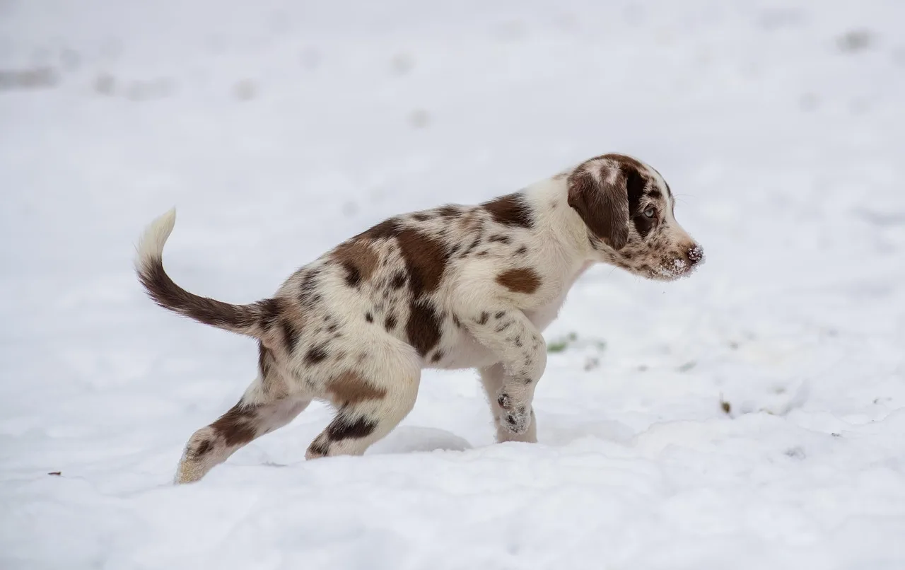 Temsili görsel: Kapıkule'de yasa dışı yollarla kaçırılmak istenen 5 yavru köpek kurtarıldı