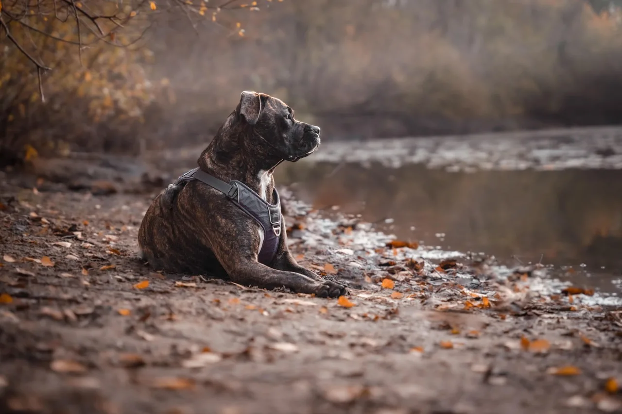 Temsili görsel: Adana'da Pitbull dehşeti: Kediyi parçaladı