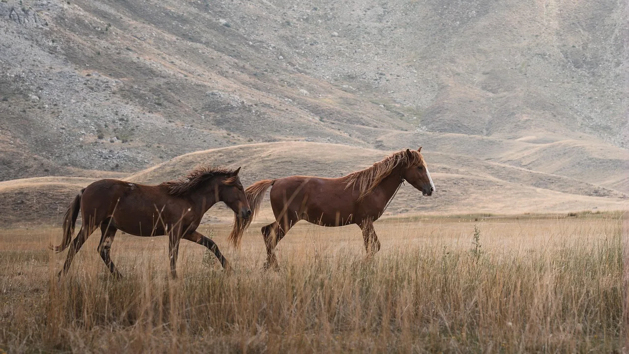 Temsili görsel: Tunceli'de yaban domuzu paniği