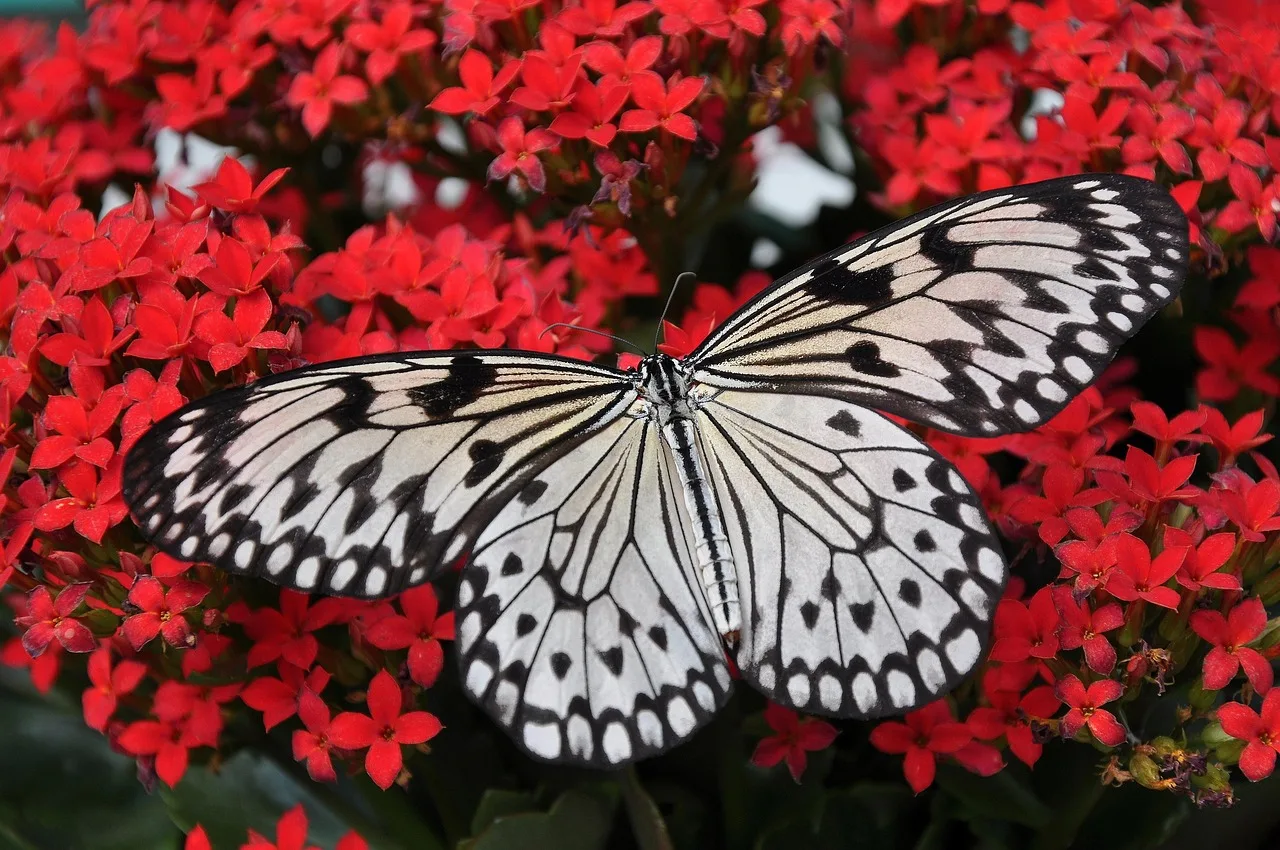 Temsili görsel: Heliconius Kelebeklerinin Uzun Yaşam Sırrı