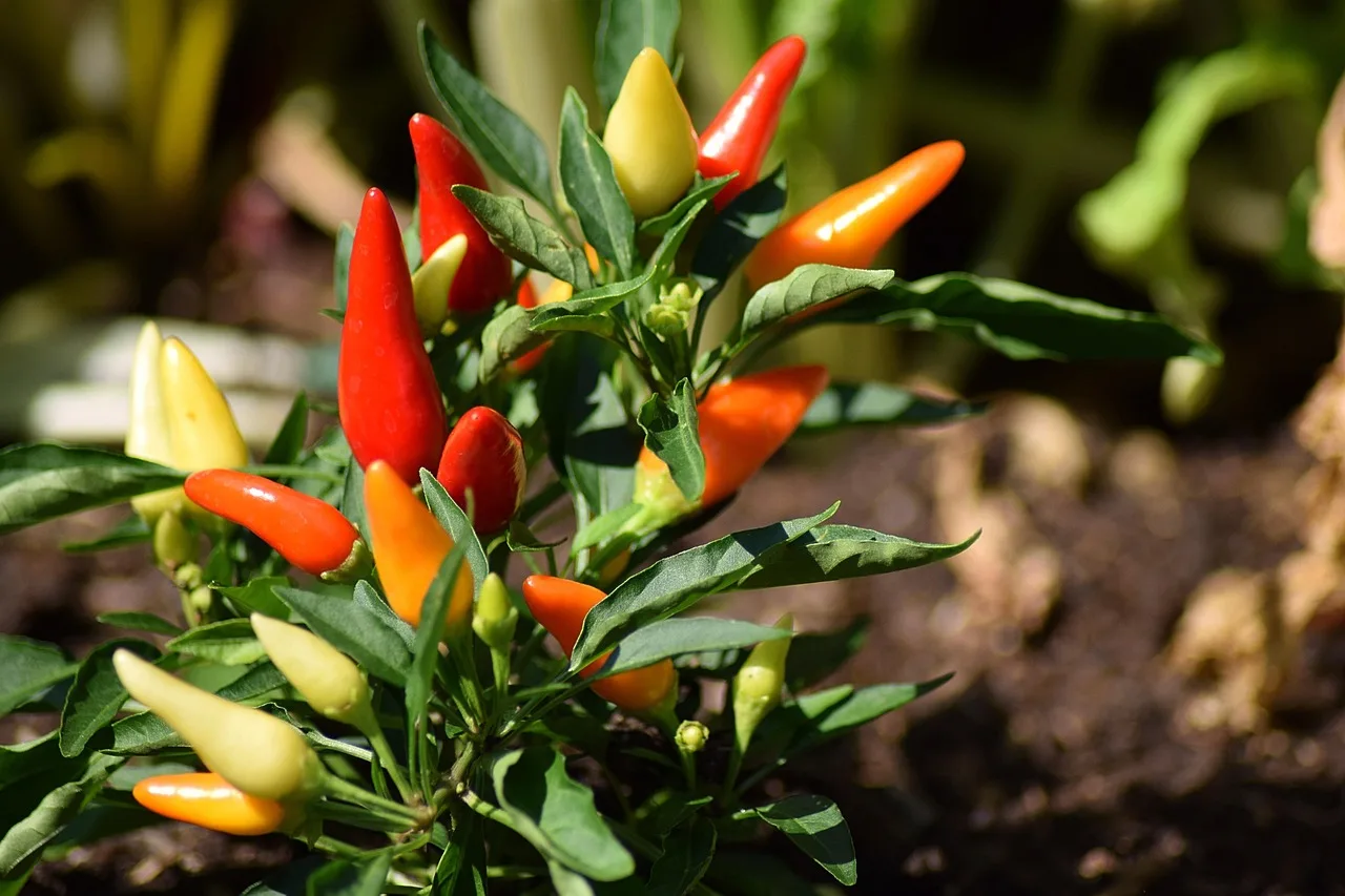 Temsili görsel: ABD'de Jalapeno Biberleri Kaynaklı Salmonella Alarmı