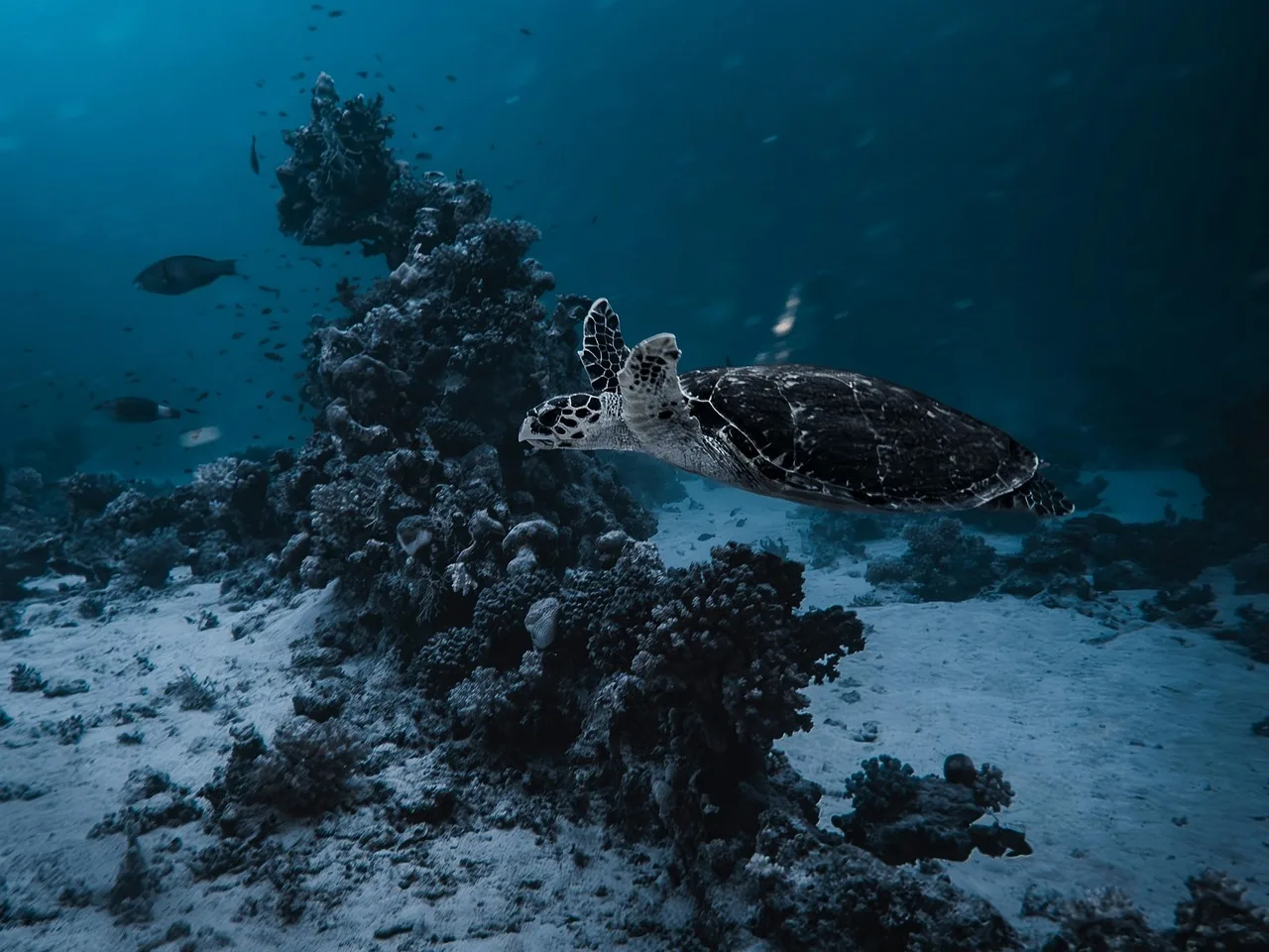 Temsili görsel: Çıralı'da Caretta Caretta Yavruları Denizle Buluştu