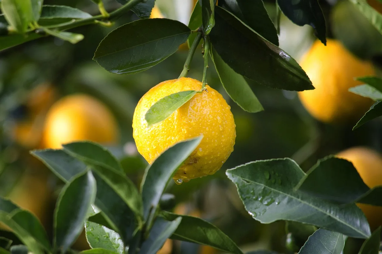 Temsili görsel: Limon fiyatlarında üretici ile market arasında 20 katlık uçurum